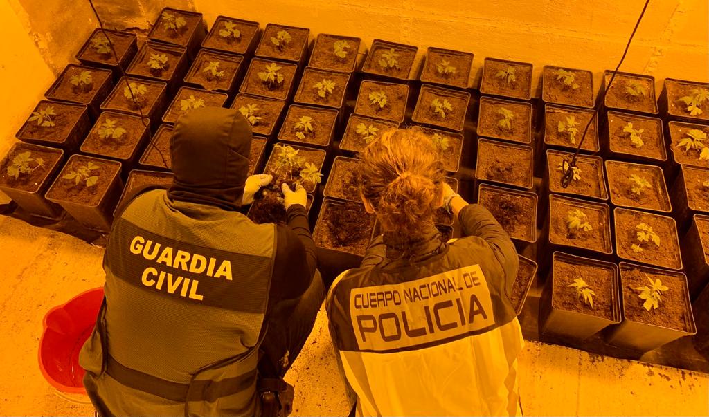 Agentes inspeccionan plantas de marihuana